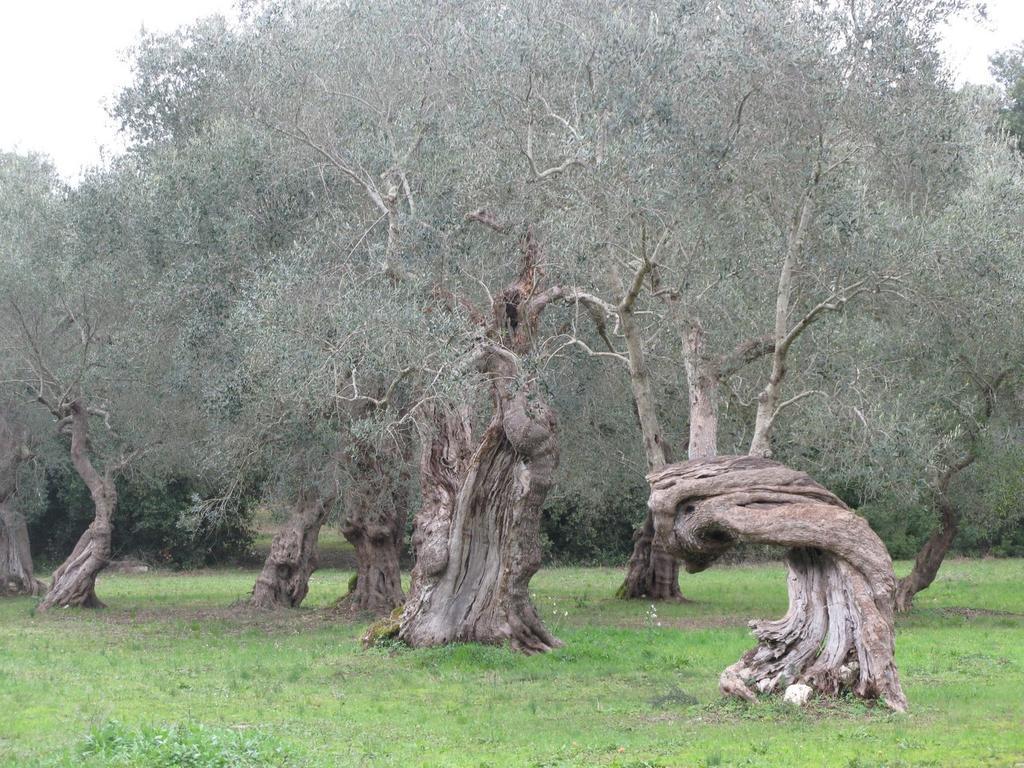 Tenuta Sant'Andrea Giuggianello Екстериор снимка